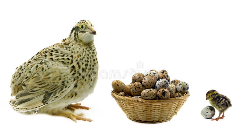 Quails and basket with eggs on white