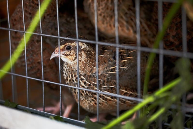 Quails in Cages at Poultry Farm. Stock Image Image of domestic