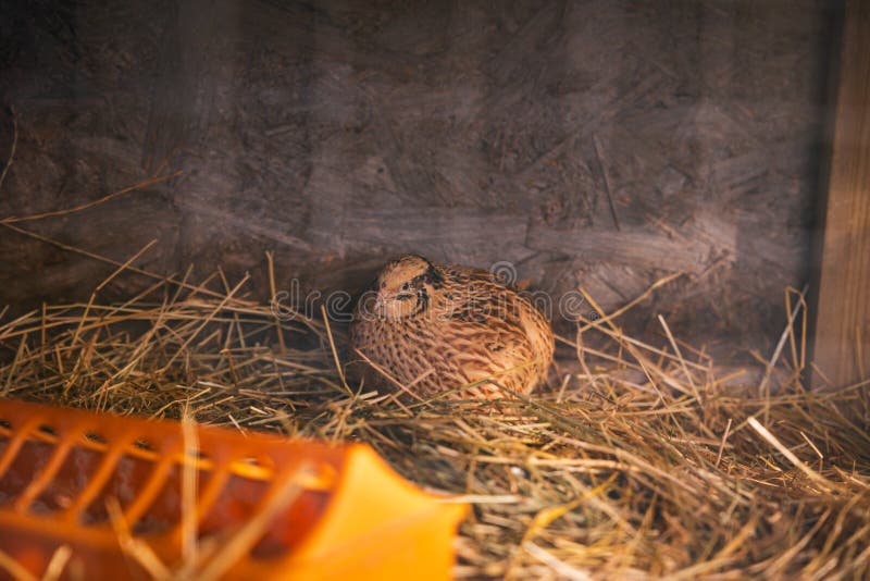 Quails in Pen, Cute Animals Used for Eggs at Farm Stock Image Image