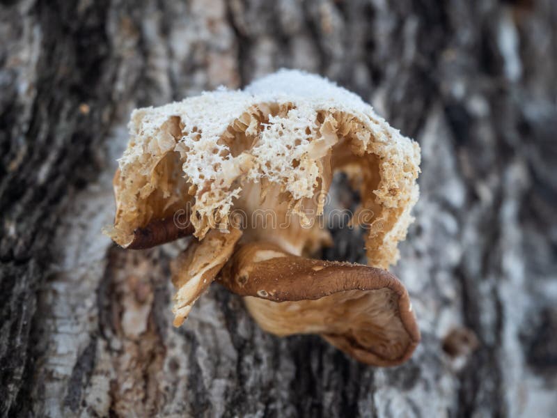 A quaint mushroom parasite on a birch trunk in the winter forest stock photos A quaint mushroom parasite on a birch trunk in the winter forest stock photos