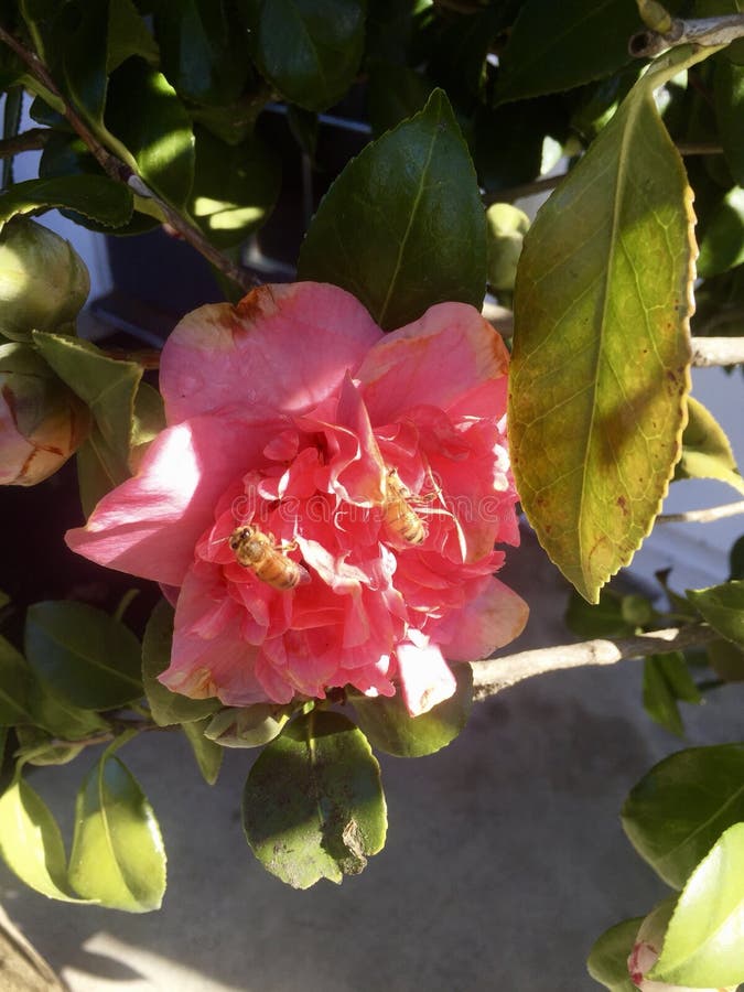 Two honey bees on a pink rose royalty free stock photos Two honey bees on a pink rose royalty free stock photos