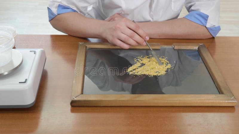 Qualidade de teste do assistente de laboratório de sementes do milho imagens de stock Qualidade de teste do assistente de laboratório de sementes do milho imagens de stock