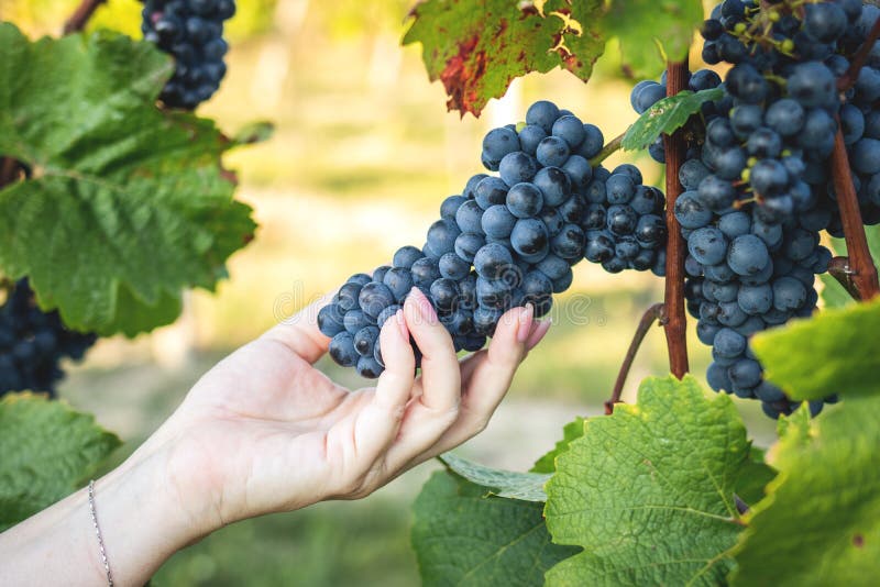 Qualité de contrôle de femme de raisin au vignoble photos libres de droits