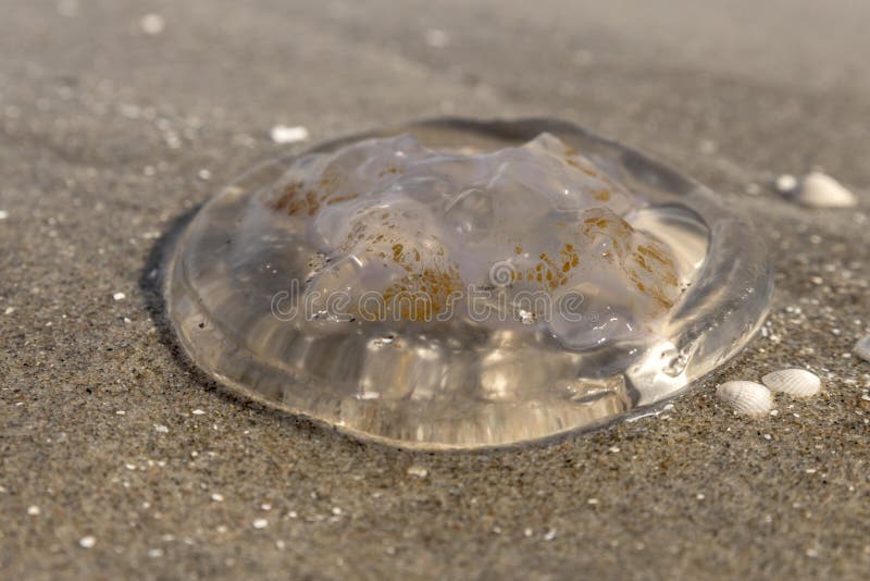 Qualle Ist Auf Dem Deutschen Strand Der Ostsee Mit Wellen Stockbild ...