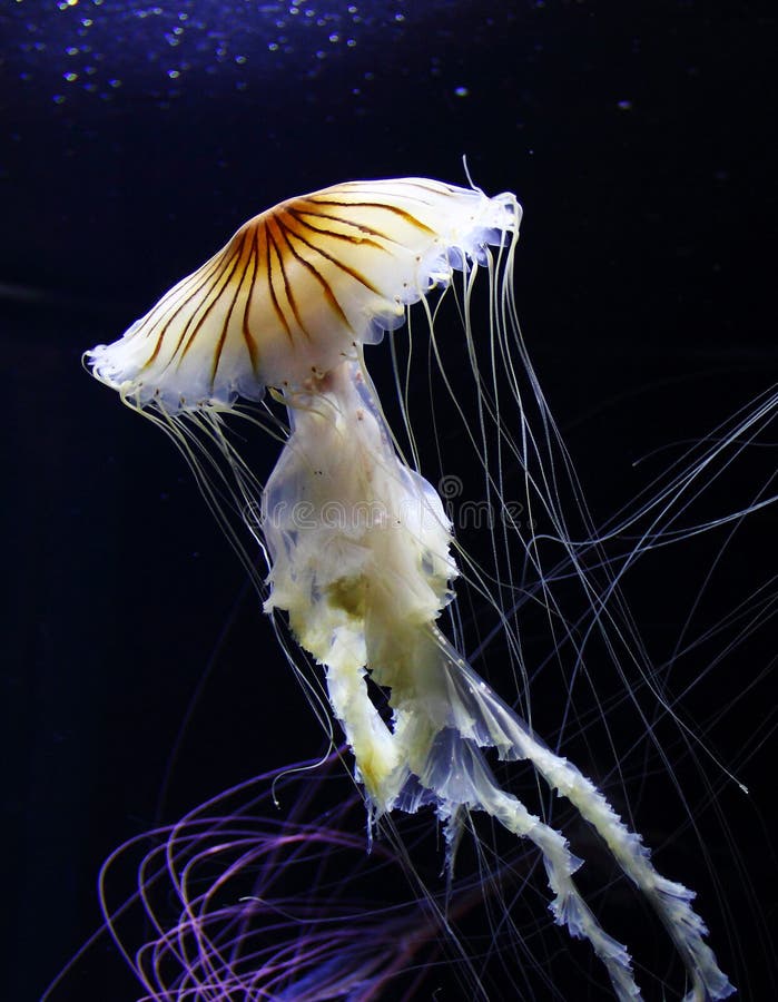 Qualle lizenzfreie stockfotografie