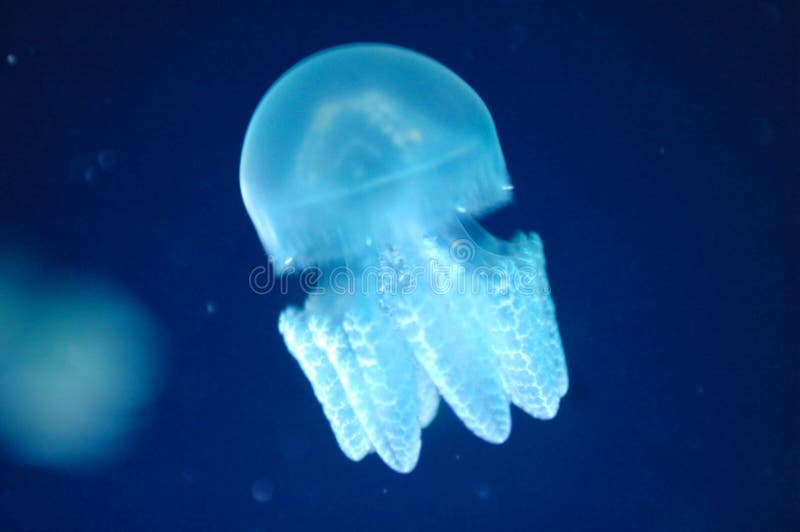 Qualle lizenzfreies stockbild