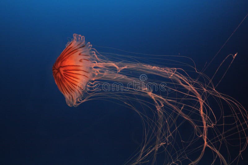Qualle stockbilder