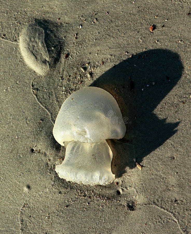 Quallen Auf Florida-Strand-Sand Stockbild - Bild von därme, gelee: 48315723