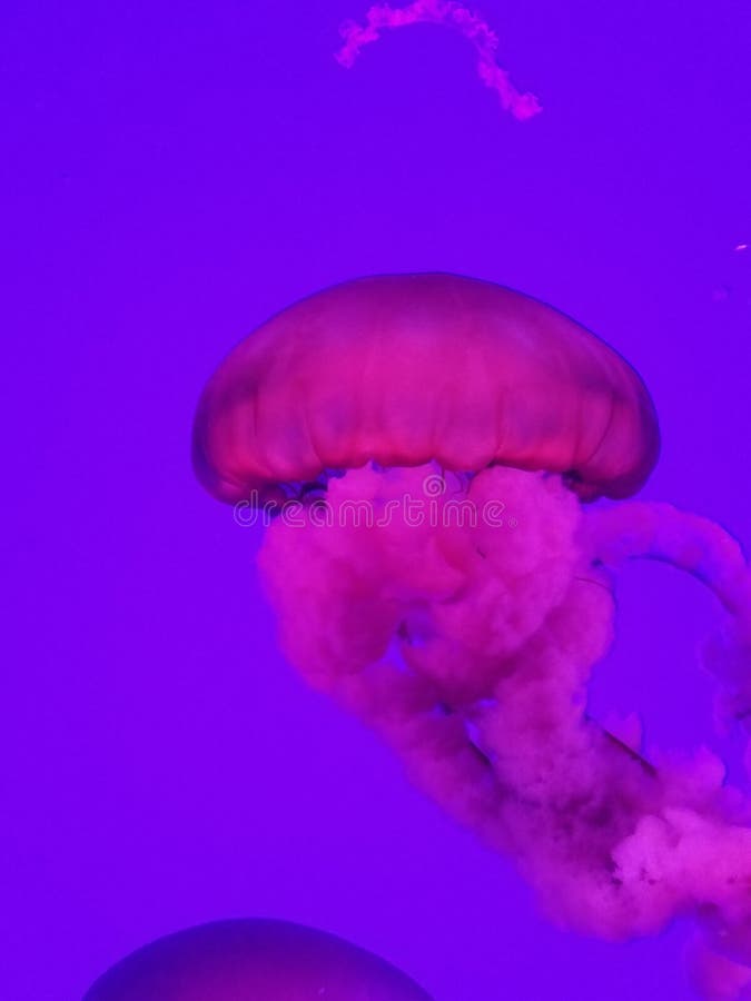 Quallen einer anderen Art. Ripley& x27; s-Aquarium Toronto Ontario