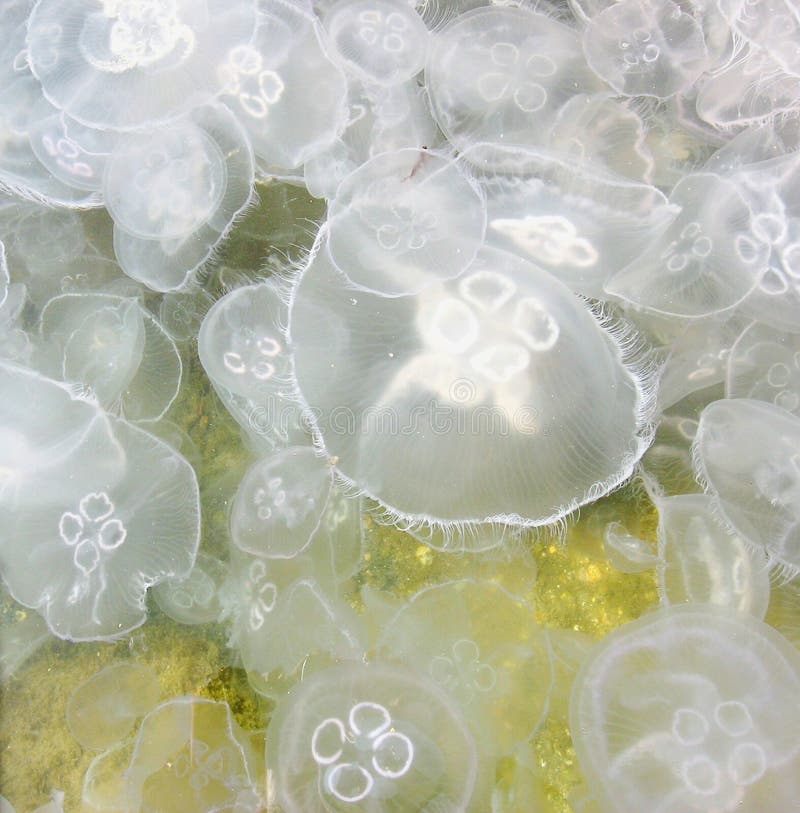 Quallen im Schwarzen Meer. stockbilder Quallen im Schwarzen Meer. stockbilder