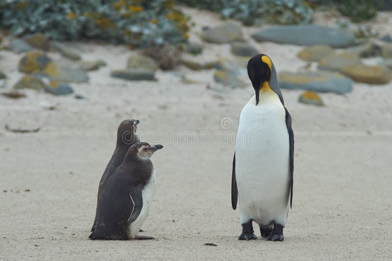Quando eu me cresço acima queira ser um rei Penguin fotos de stock Quando eu me cresço acima queira ser um rei Penguin fotos de stock