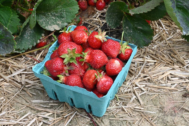 Just Picked Strawberries in the Field