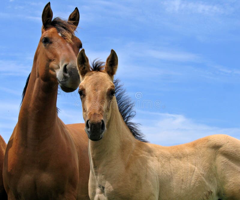 Giovane puledra quarter horse e un puledro contro il cielo blu.