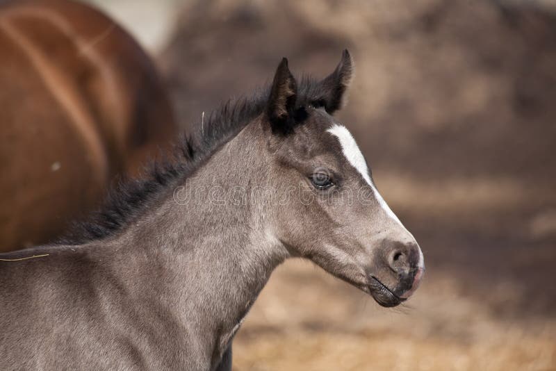 Quarter horse foal