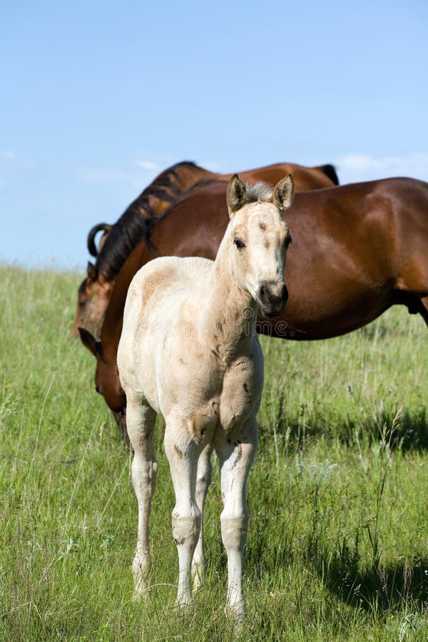 Quarter horse foal