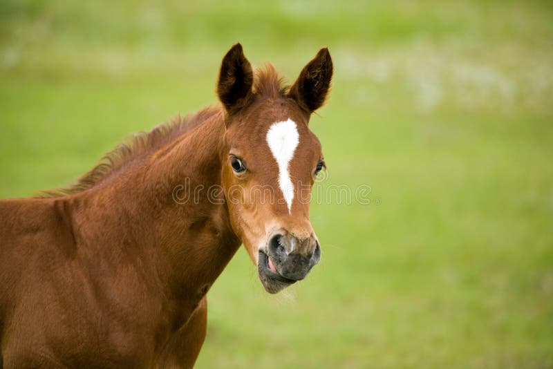 Quarter horse foal