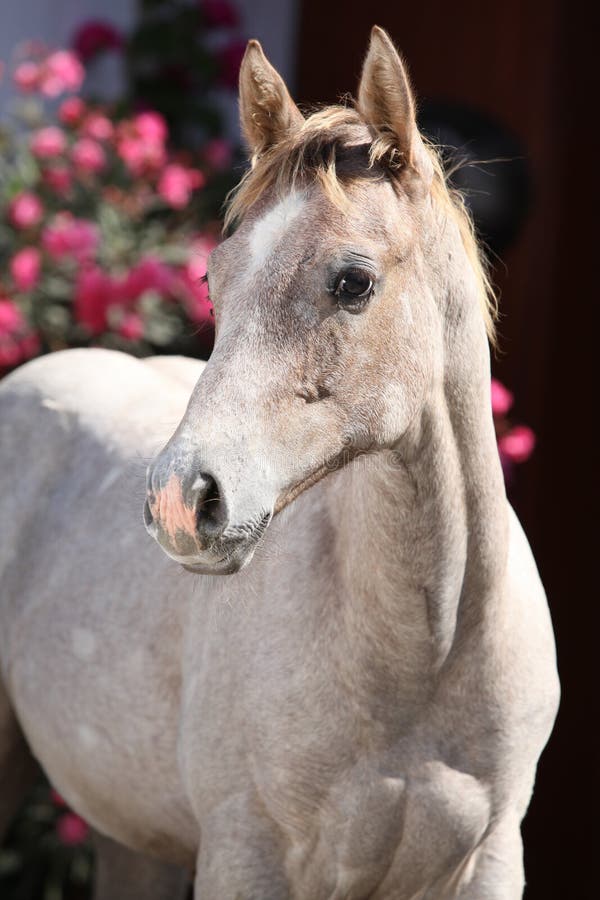 Quarter horse foal in front of pink flowers