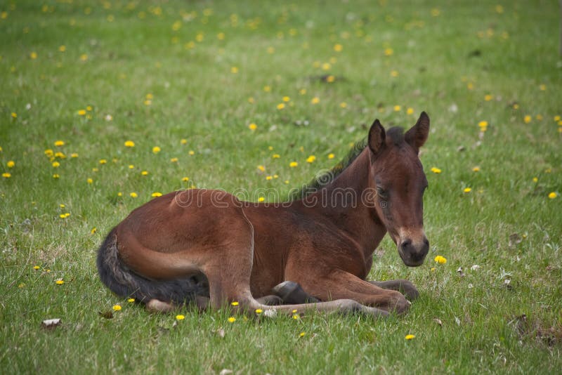 Quarter Horse Foal Laying Down Stock Photo - Image of yellow, colt