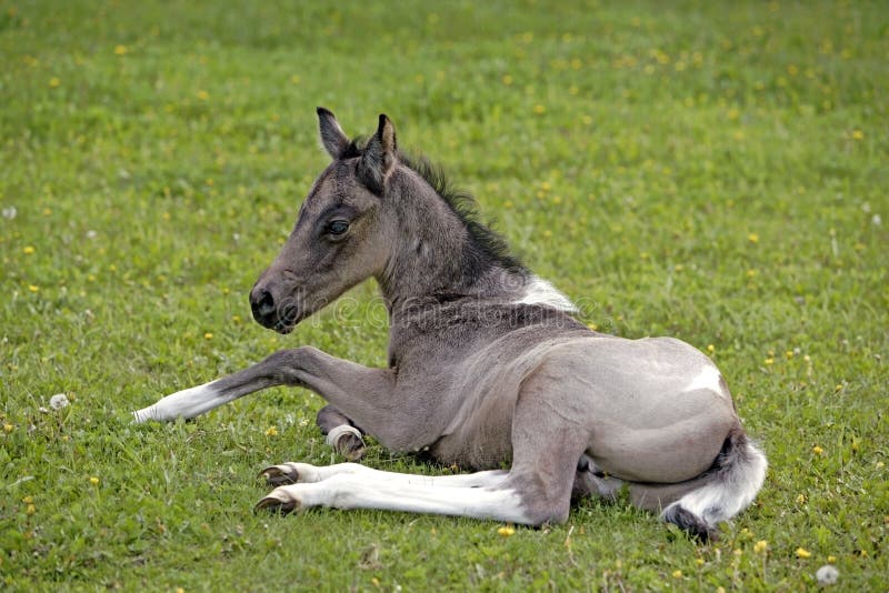 Quarter Horse Foal resting