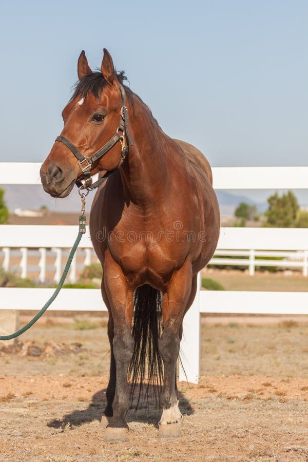 Quarter Horse Head on stock image. Image of posture, ranch 72797683