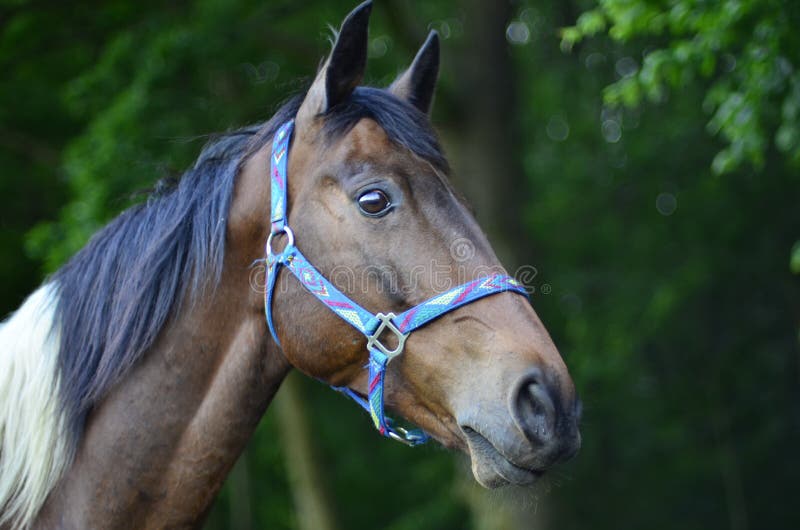 Horse head a Quarter Horse stock photo. Image of head 79537814