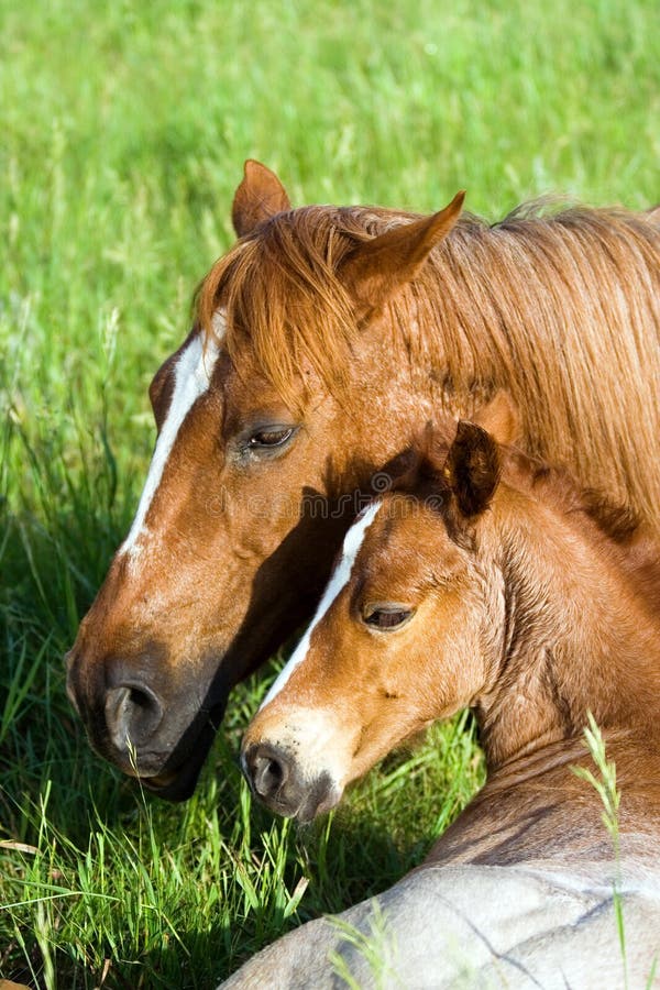 Quarter-horse mare and foal