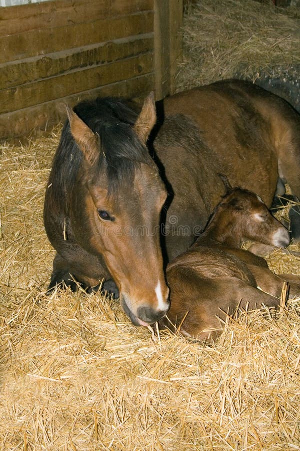 Quarter horse mare and foal