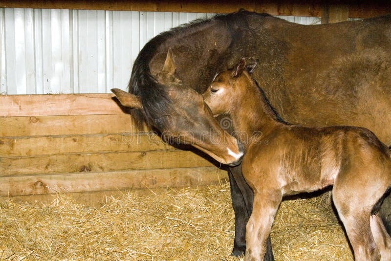 Trimestre fattrice e puledro neonato in fresco letto di paglia.