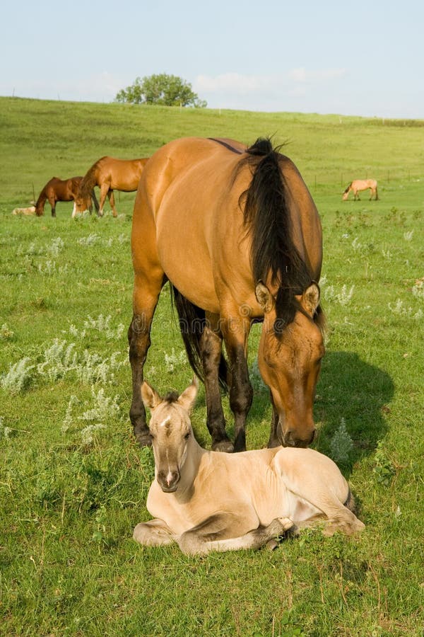 Quarter horse mare and foal