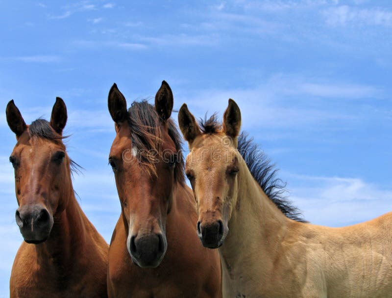 Quarter horses in the pasture