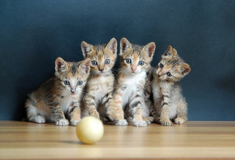 Quatre chats mignons