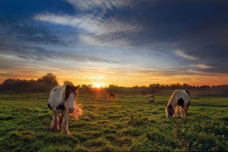 Quatre chevaux dans le domaine au coucher du soleil images stock Quatre chevaux dans le domaine au coucher du soleil images stock