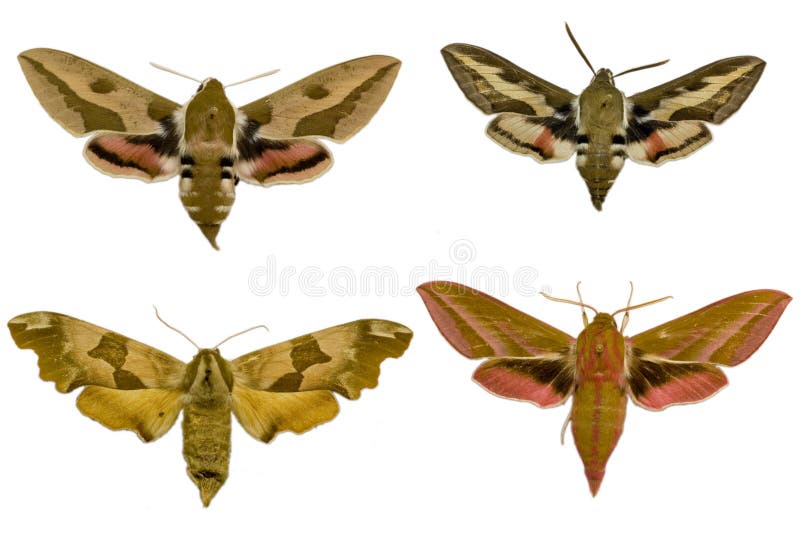 4 speices of European Hawk moths isolated on white. 4 speices of European Hawk moths isolated on white