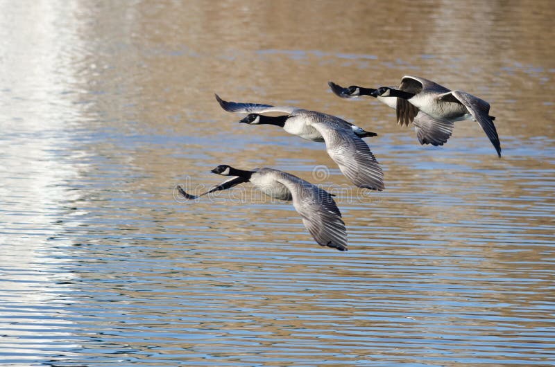 Quatre oies de Canada volant au-dessus du lac photographie stock libre de droits Quatre oies de Canada volant au-dessus du lac photographie stock libre de droits