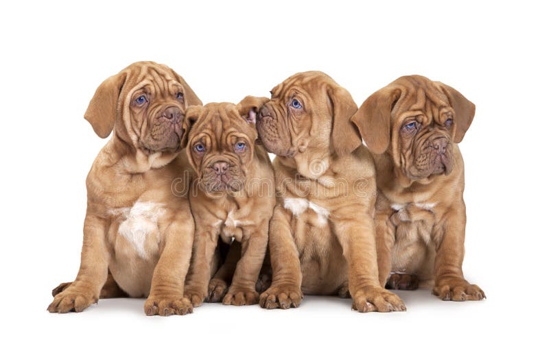 Quatro cachorrinhos franceses do mastim imagem de stock royalty free Quatro cachorrinhos franceses do mastim imagem de stock royalty free