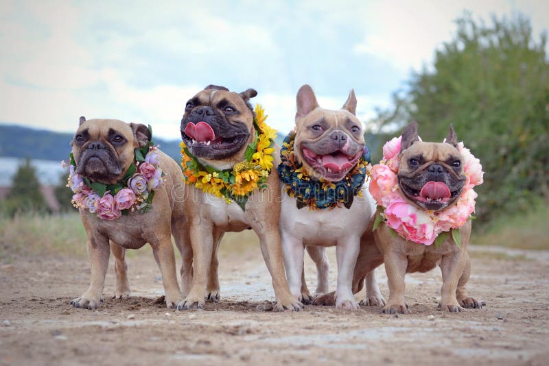 Quatro cães do buldogue francês com as grinaldas da flor em torno de seu pescoço foto de stock Quatro cães do buldogue francês com as grinaldas da flor em torno de seu pescoço foto de stock