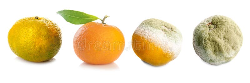 Quatro fases da tangerina imagem de stock royalty free Quatro fases da tangerina imagem de stock royalty free