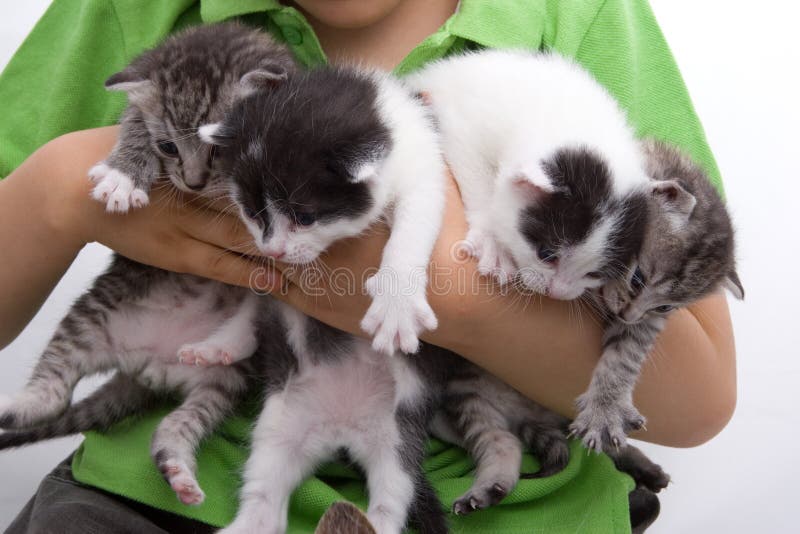 Quatro gatinhos prendidos por Criança
