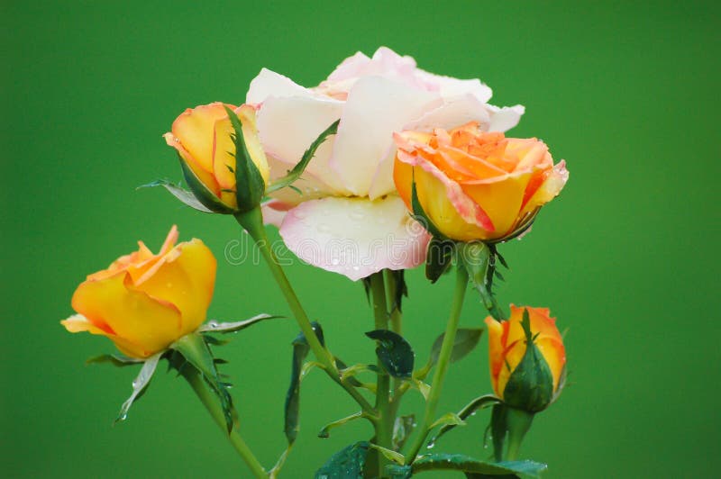 A cluster or fist of golden yellow and pink roses. A cluster or fist of golden yellow and pink roses