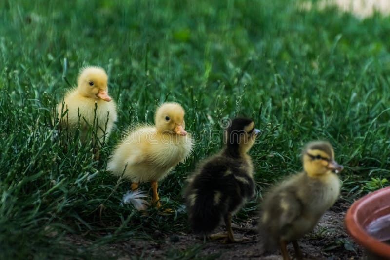 four baby running ducks in a garden in a row. four baby running ducks in a garden in a row