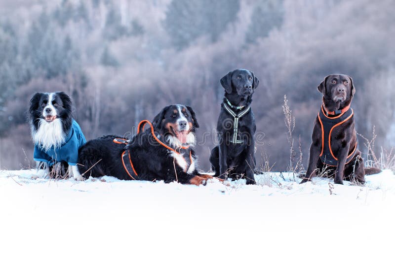 Quattro cani stanno sedendo nella neve C'è border collie, bovaro bernese e labrador retriever nero e marrone È l'inverno fotografia stock Quattro cani stanno sedendo nella neve C'è border collie, bovaro bernese e labrador retriever nero e marrone È l'inverno fotografia stock
