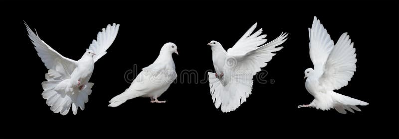 Quattro colombe bianche fotografia stock libera da diritti Quattro colombe bianche fotografia stock libera da diritti