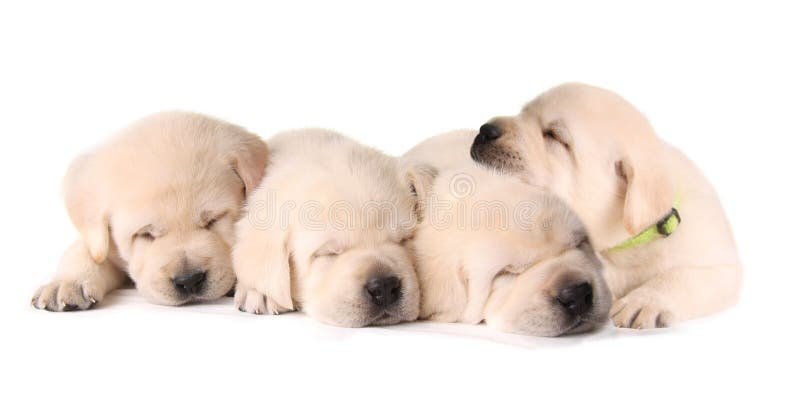 Quattro cuccioli di sonno fotografia stock libera da diritti Quattro cuccioli di sonno fotografia stock libera da diritti