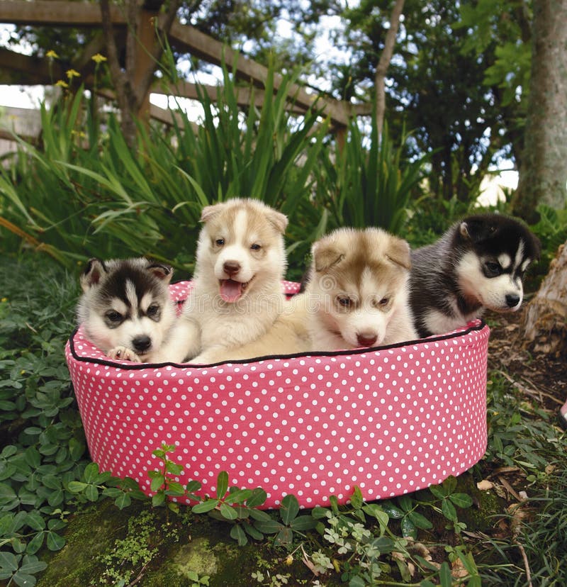 Four four weeks old pure breed Siberian husky puppy in a pink bed. Four four weeks old pure breed Siberian husky puppy in a pink bed