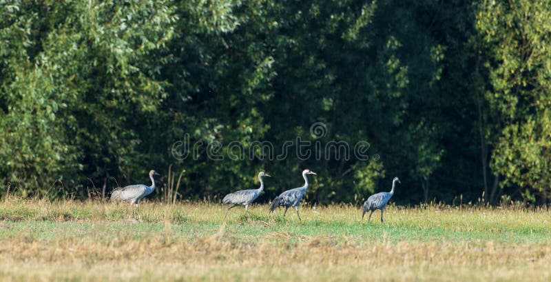Four Cranes(Grus grus) in summertime field, Podlaskie Voivodeship, Poland, Europe. Four Cranes(Grus grus) in summertime field, Podlaskie Voivodeship, Poland, Europe