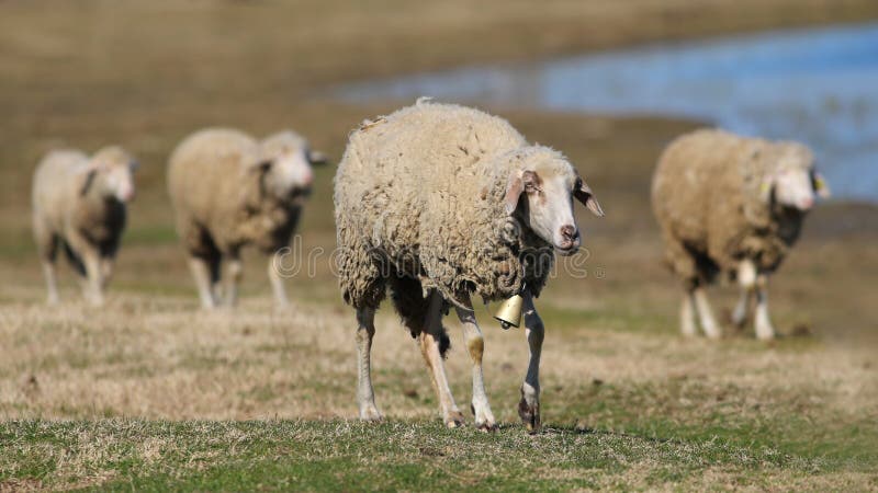 Quattro pecore che camminano nel pascolo fotografia stock Quattro pecore che camminano nel pascolo fotografia stock