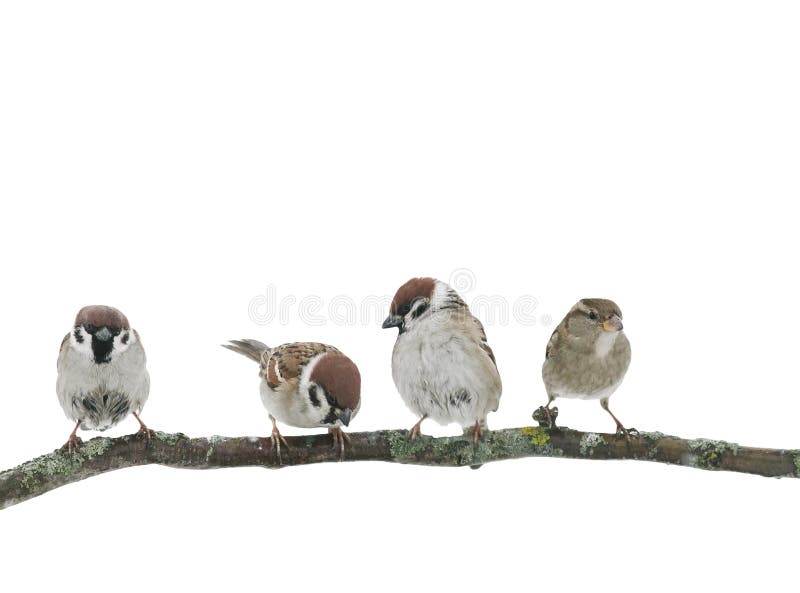Quattro simpatici passeroidi uccelli seduti su un ramo su uno sfondo bianco isolato nel giardino