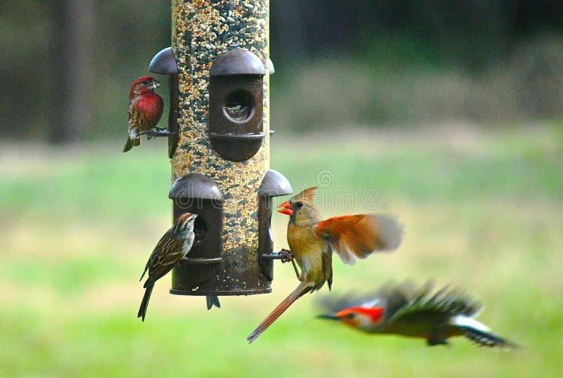 Quattro specie differenti di uccelli all'alimentatore