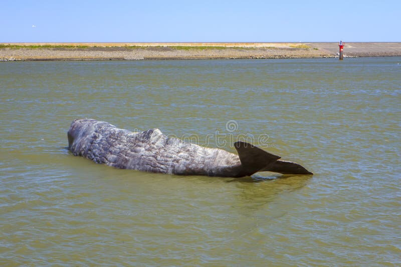 ` que el ` de la ballena diseñó por Jennifer Allora y Guillermo Calzadilla imagen de archivo libre de regalías ` que el ` de la ballena diseñó por Jennifer Allora y Guillermo Calzadilla imagen de archivo libre de regalías