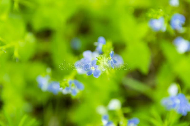 Que floresce a floresta flores azuis em um fundo verde das folhas, a imagem é fora de foco imagem de stock Que floresce a floresta flores azuis em um fundo verde das folhas, a imagem é fora de foco imagem de stock